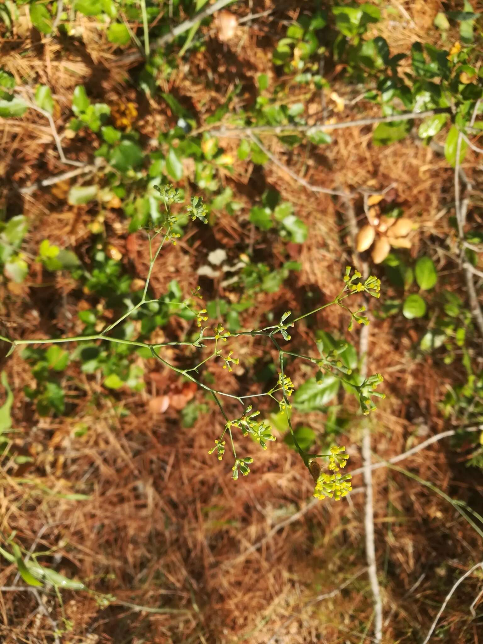 Image of Bupleurum rigidum L.