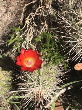 Image of Echinocereus pacificus (Engelm. ex Orcutt) Britton & Rose