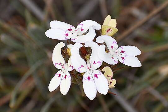 Image of Stylidium crossocephalum F. Müll.