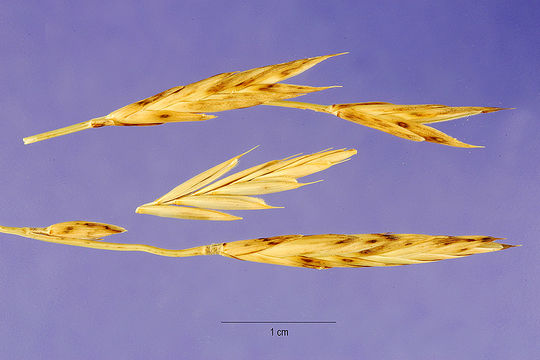 Image of thinleaf false brome