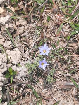 Image of <i>Gentiana loureiroi</i> (G. Don) Grisebach