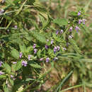 Image of black horehound