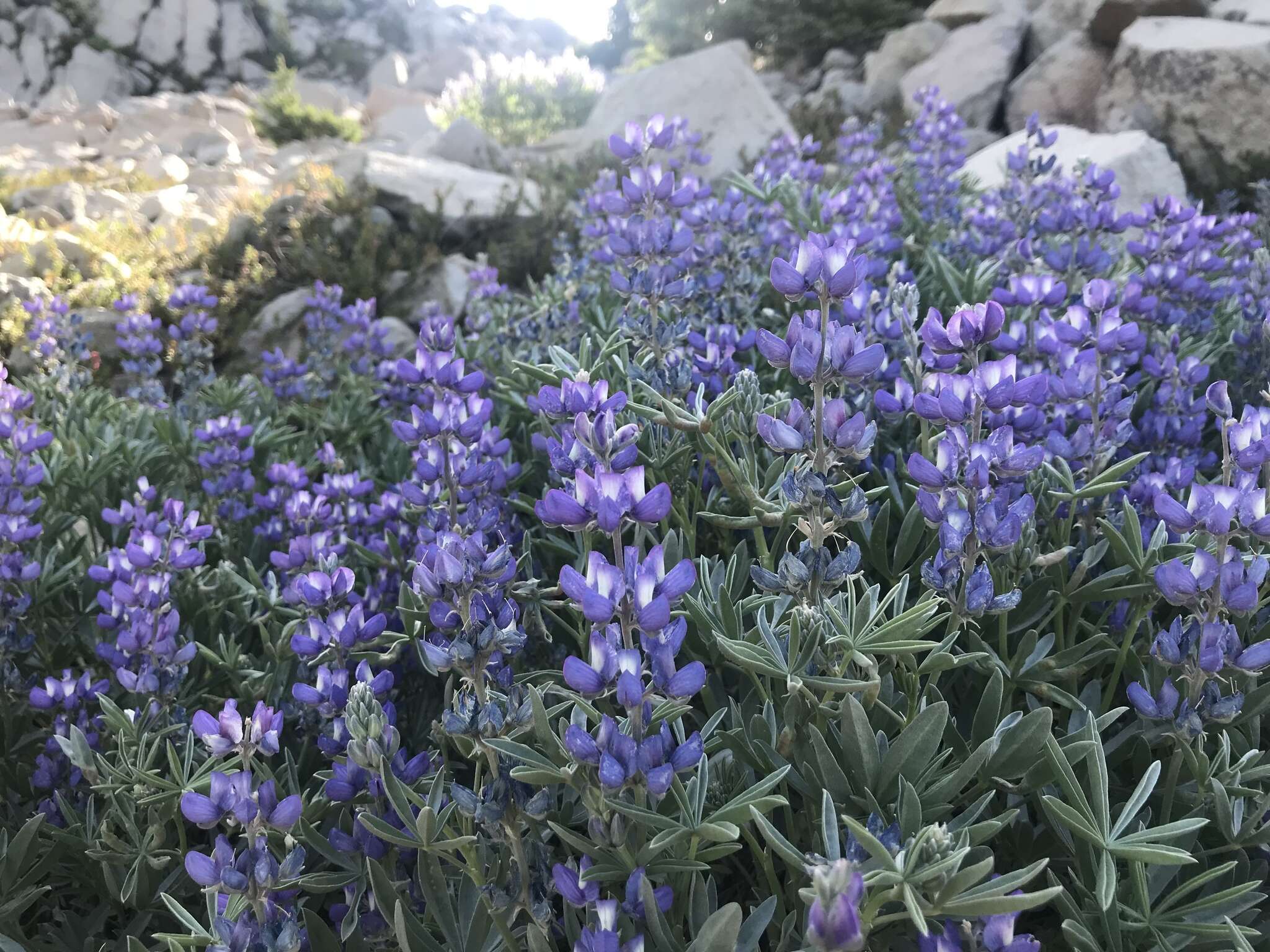 Image of Blunt-lobe Lupine