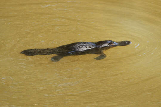 Image of platypus