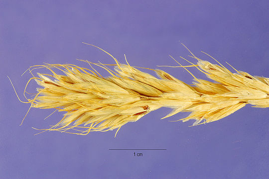 Image of broom brome