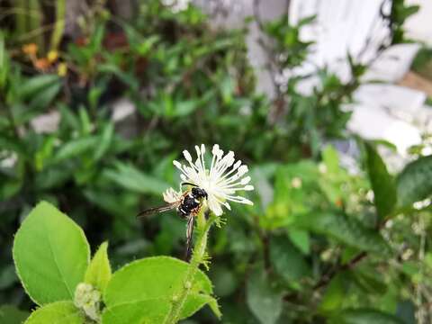 Parancistrocerus minimoferus (Bohart 1949) resmi