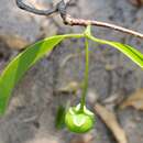 Image of Margaritaria rhomboidalis (Baill.) G. L. Webster