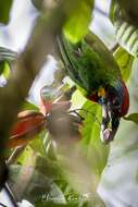 Image of Red-crowned Barbet