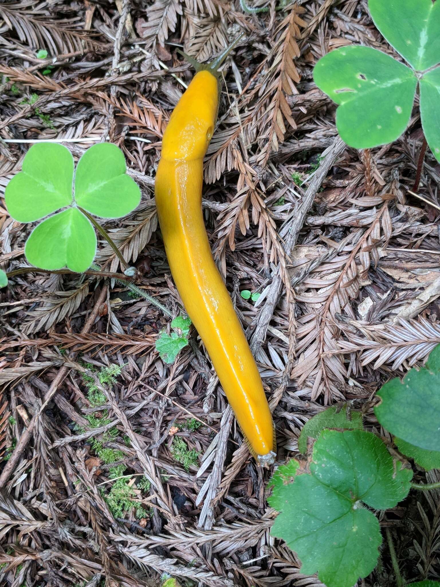 Image of California Banana Slug