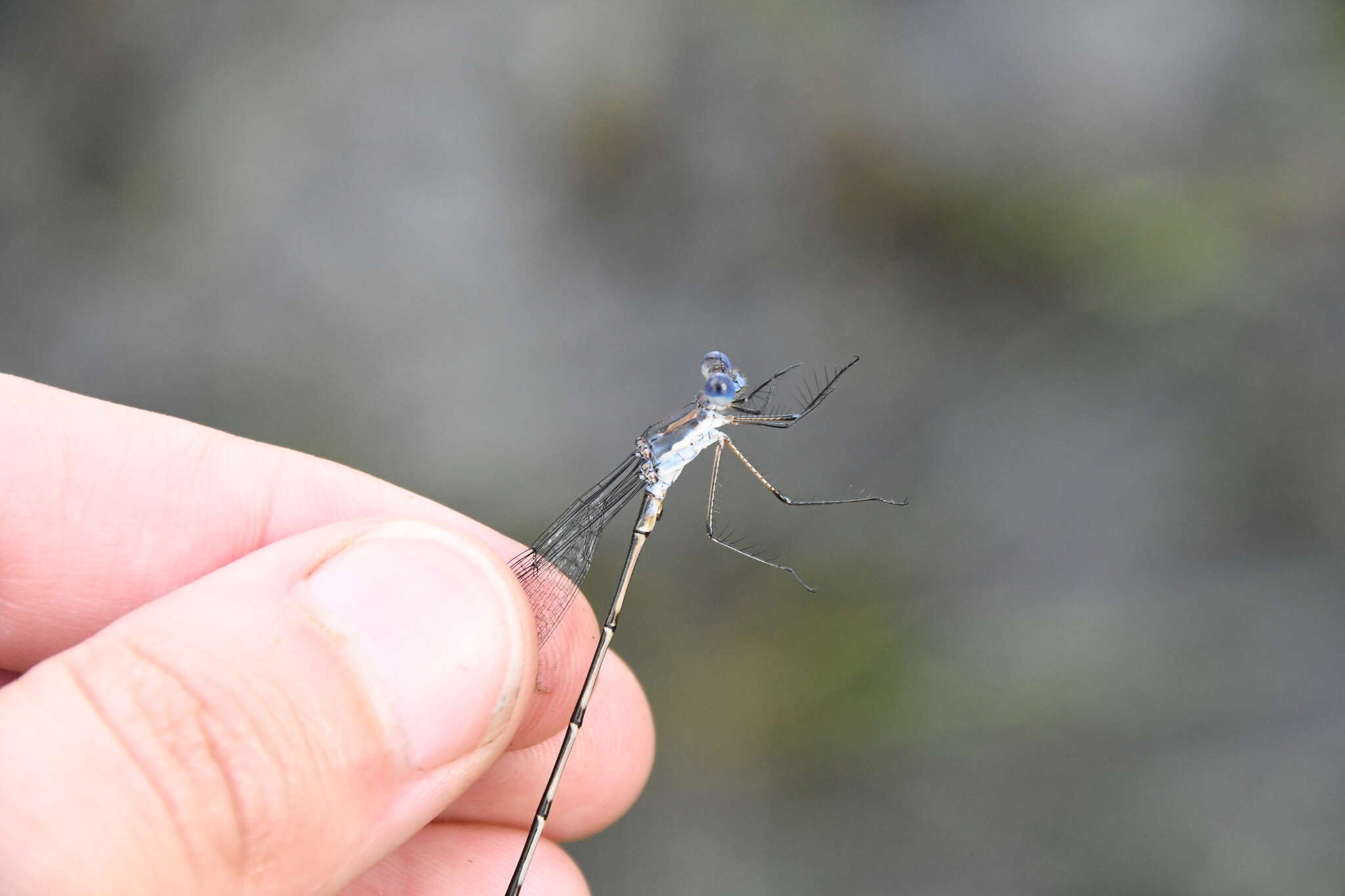 Image of Carolina Spreadwing