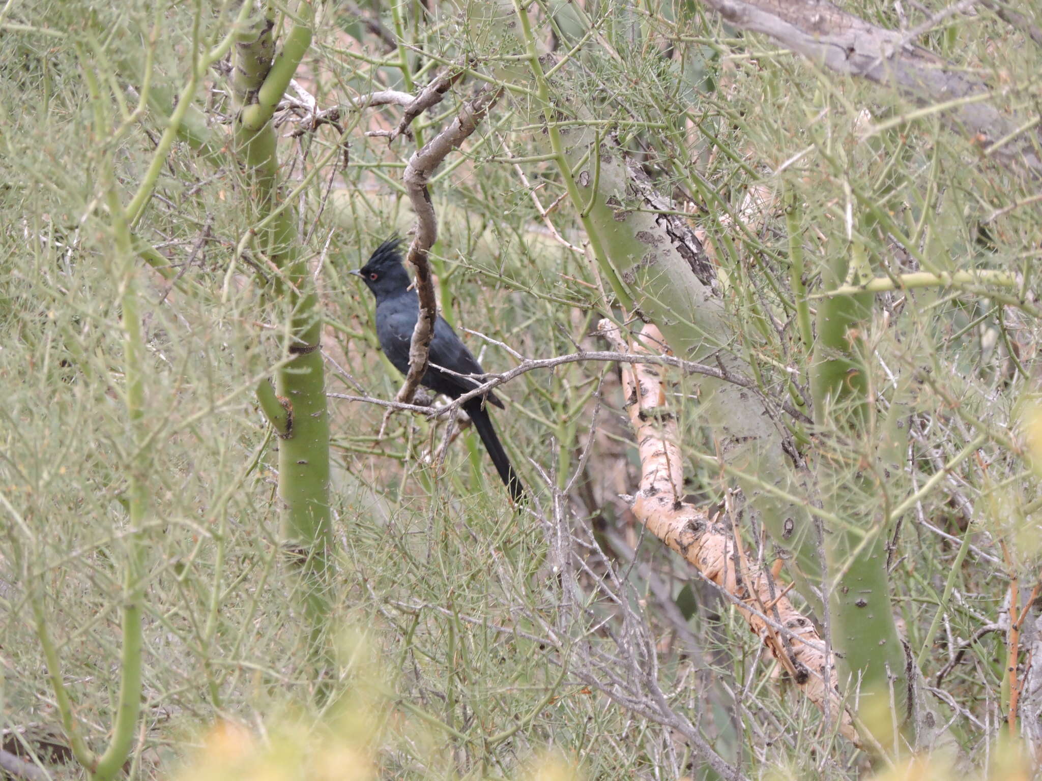 Image of Phainopepla Baird & SF 1858