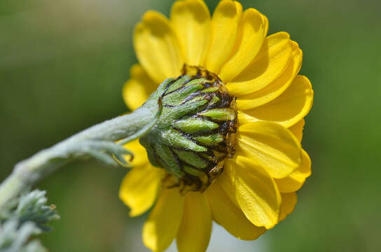 Image of Anthemis marschalliana Willd.