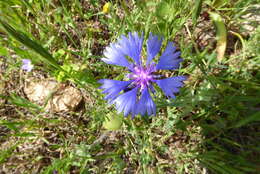 Image of Centaurea cyanoides Berggren & Wahlenb.