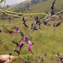 Слика од Syncolostemon macrophyllus Gürke