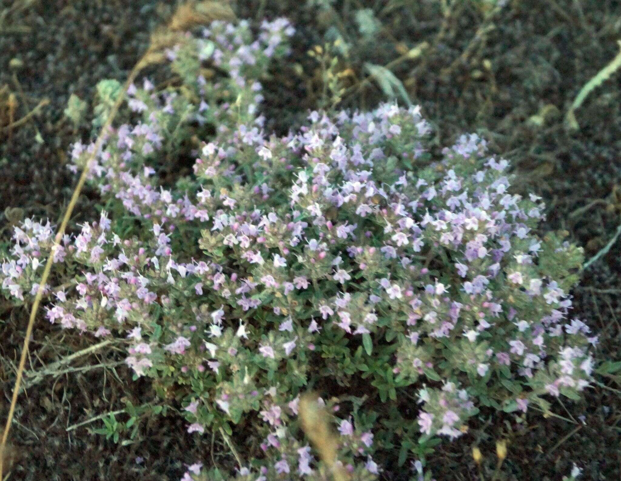 Image of Thymus littoralis Klokov & Des.-Shost.