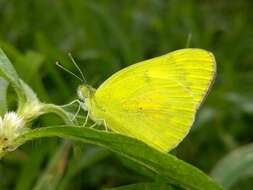 Colotis amata (Fabricius 1775)的圖片