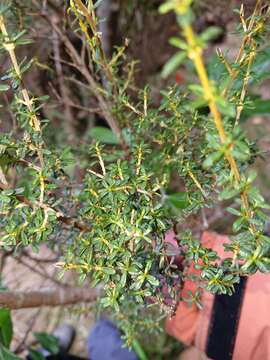 Image of Olearia solandri (Hook. fil.) Hook. fil.