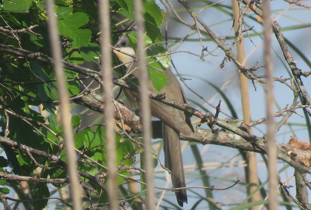 Image of Dark-billed Cuckoo