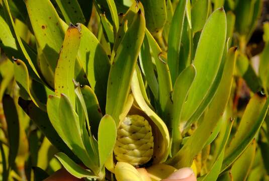 Image of Leucadendron cryptocephalum Guthrie