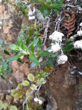 Plancia ëd Anaphalioides hookeri (Allan) A. A. Anderberg