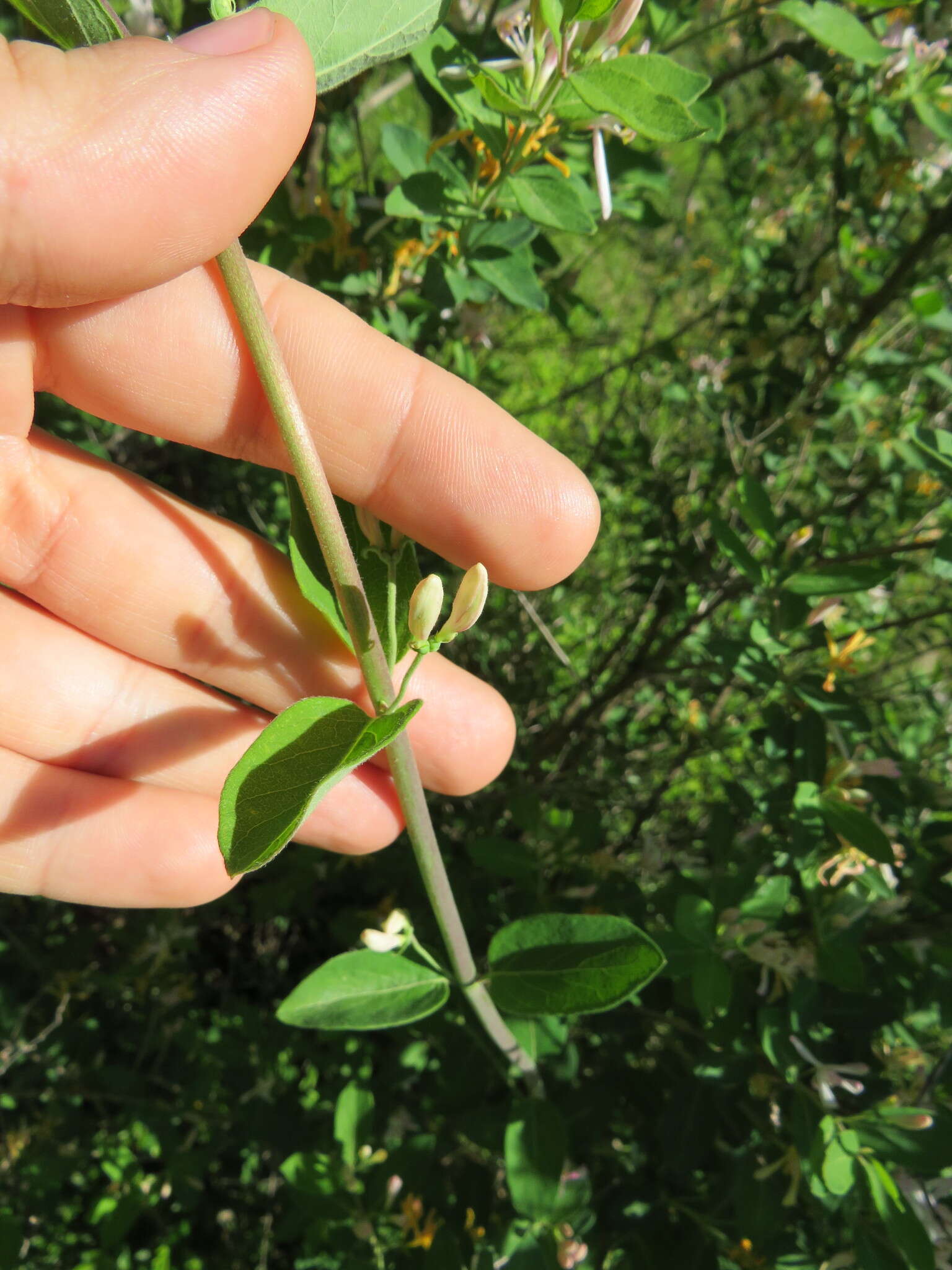 Image de Lonicera bella Zab.