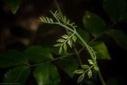 Image of Pararchidendron pruinosum (Benth.) I. C. Nielsen