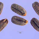 Image of hare's ear