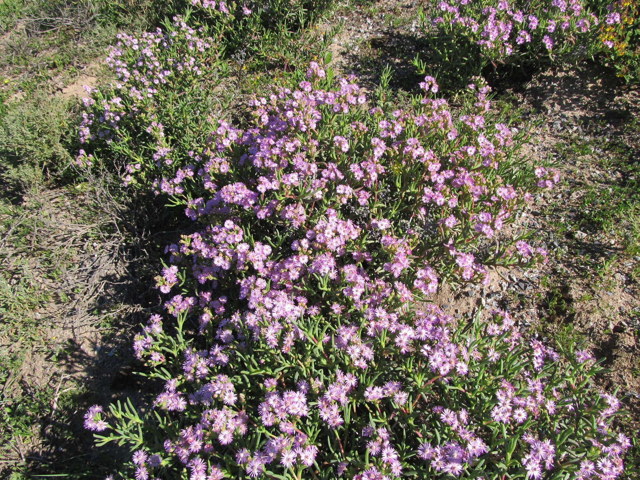 صورة Ruschia langebaanensis L. Bol.