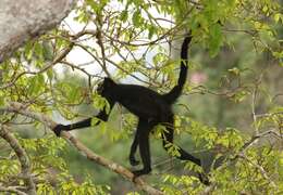 Image of White-cheeked Spider Monkey