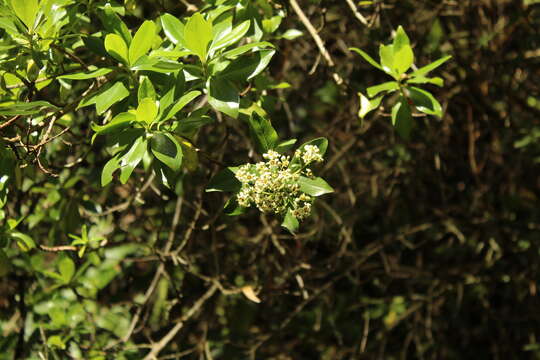 Image of Escallonia paniculata (Ruiz & Pav.) Roem. & Schult.