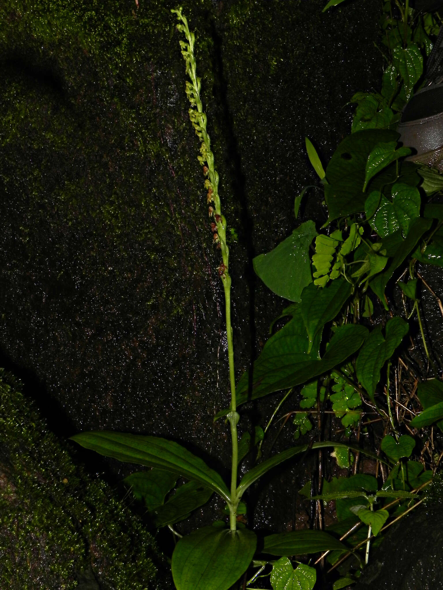 Peristylus caranjensis resmi