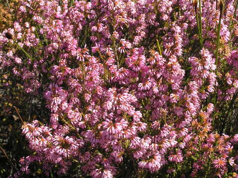 Plancia ëd Erica glabella subsp. glabella