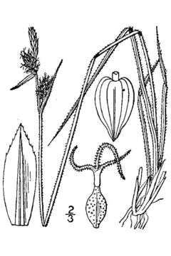 Image of Torrey's sedge