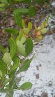 Image of dwarf huckleberry