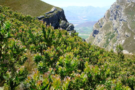 Image of Protea lacticolor Salisb.