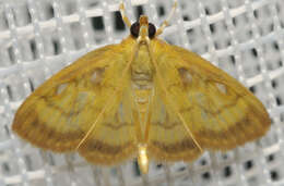 Image of Pale-winged Crocidophora moth