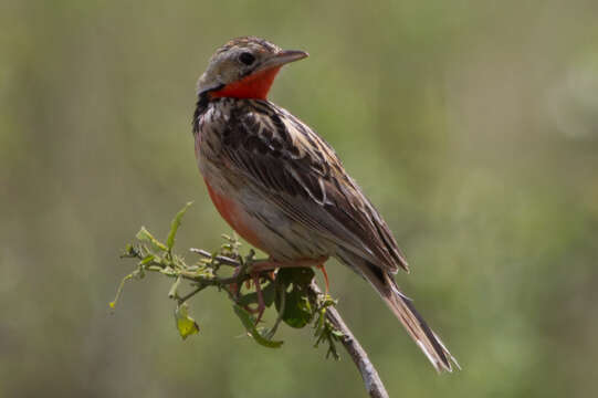 Image of Rosy-breasted Longclaw