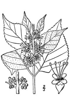 Image of American beautyberry