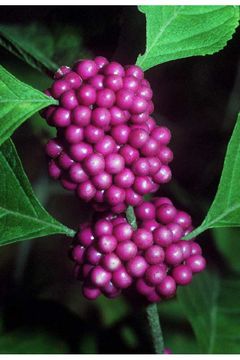 Image of American beautyberry