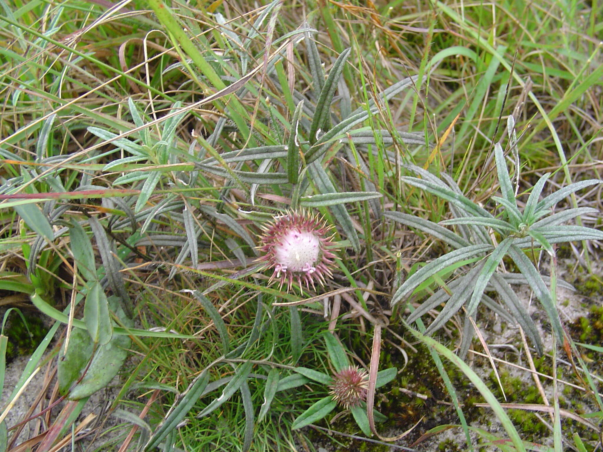 Image of Dicoma anomala subsp. anomala