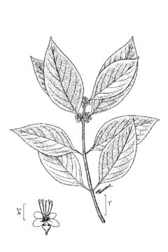 Image of American beautyberry