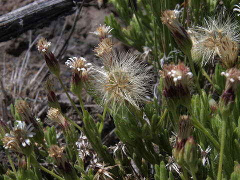 Слика од Tetramolopium humile subsp. humile