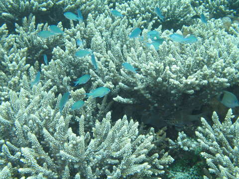 Image of Black-axil chromis