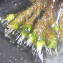 Image of Wright's jaffueliobryum moss