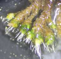 Image of Wright's jaffueliobryum moss