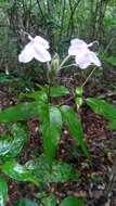 Image of Ruellia dissidens Benoist