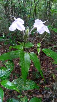 Imagem de Ruellia dissidens Benoist