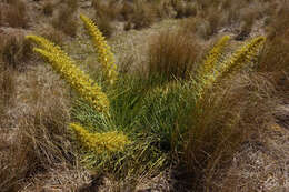 Image of Aciphylla scott-thomsonii Cockayne & Allan