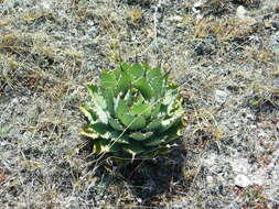 Agave nuusaviorum García-Mend. resmi