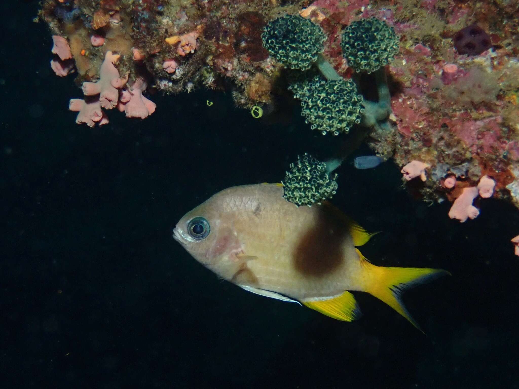 Image de Chromis analis (Cuvier 1830)